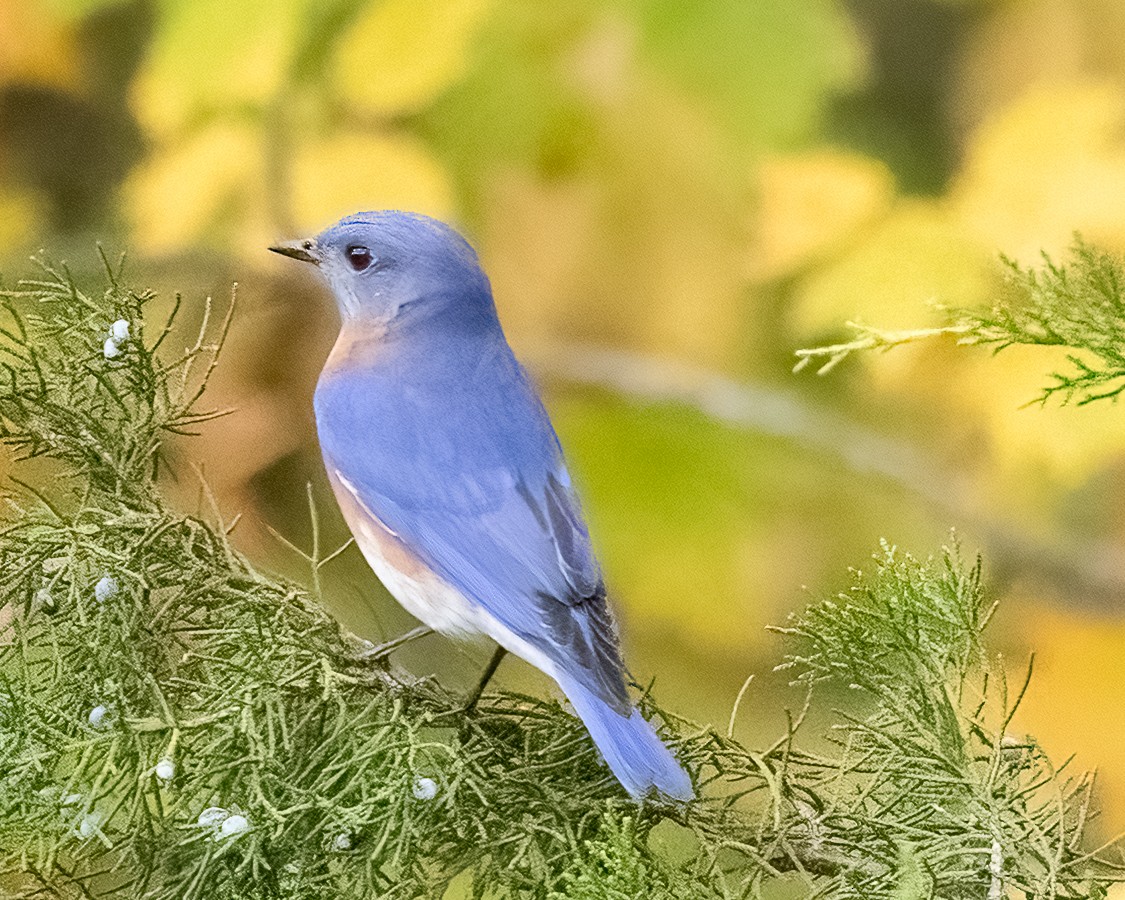 Eastern Bluebird - ML644594880