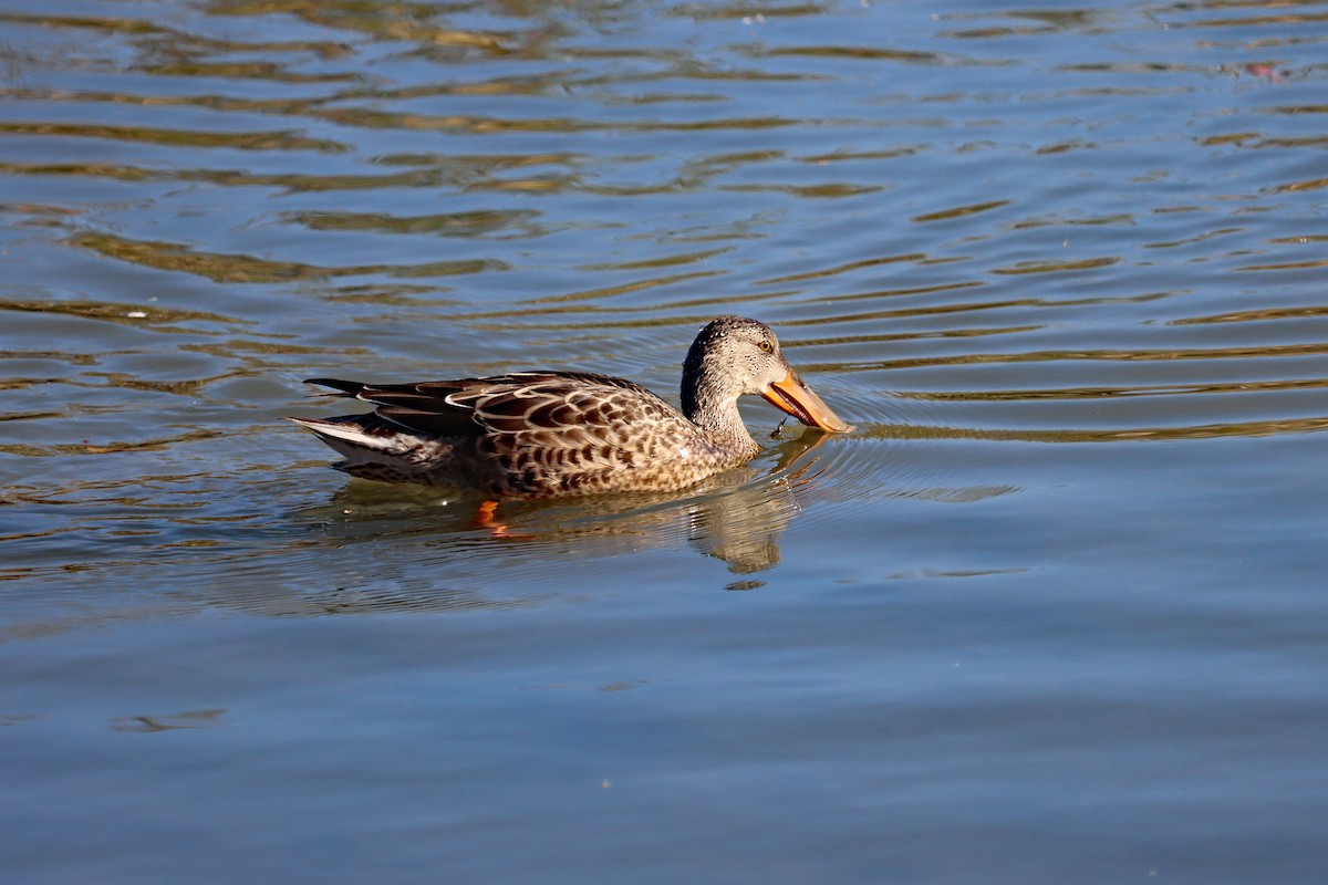ハシビロガモ - ML644594881