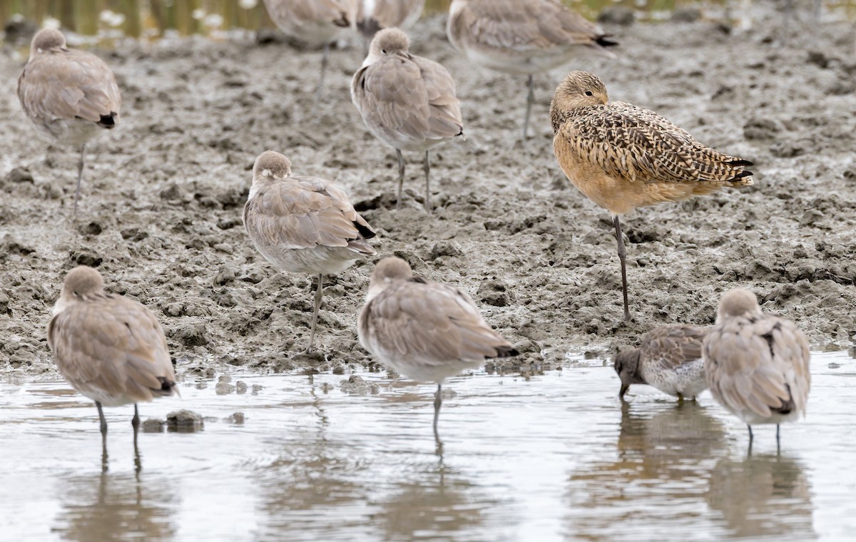 břehouš velký - ML644594884