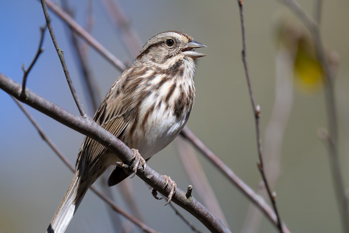 Bruant chanteur - ML644594885