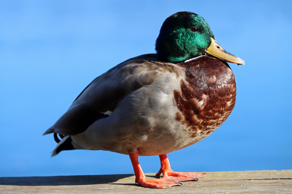 マガモ - ML644594888