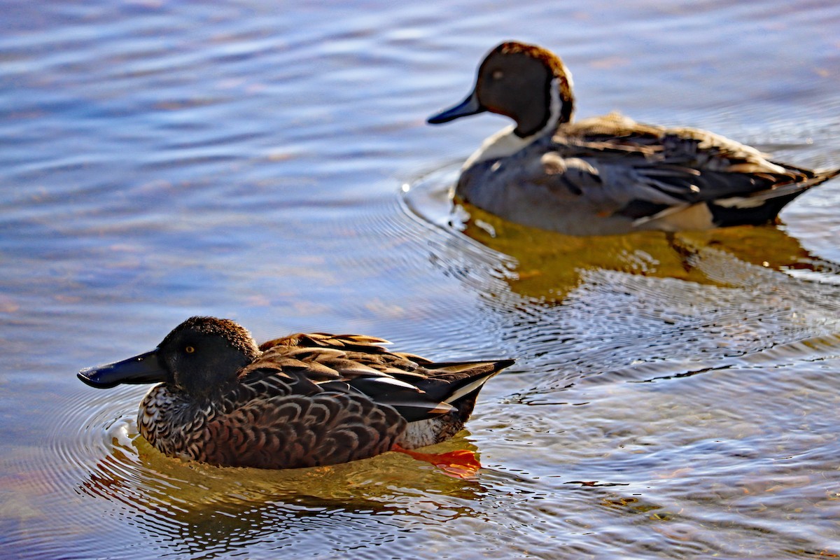 オナガガモ - ML644594890