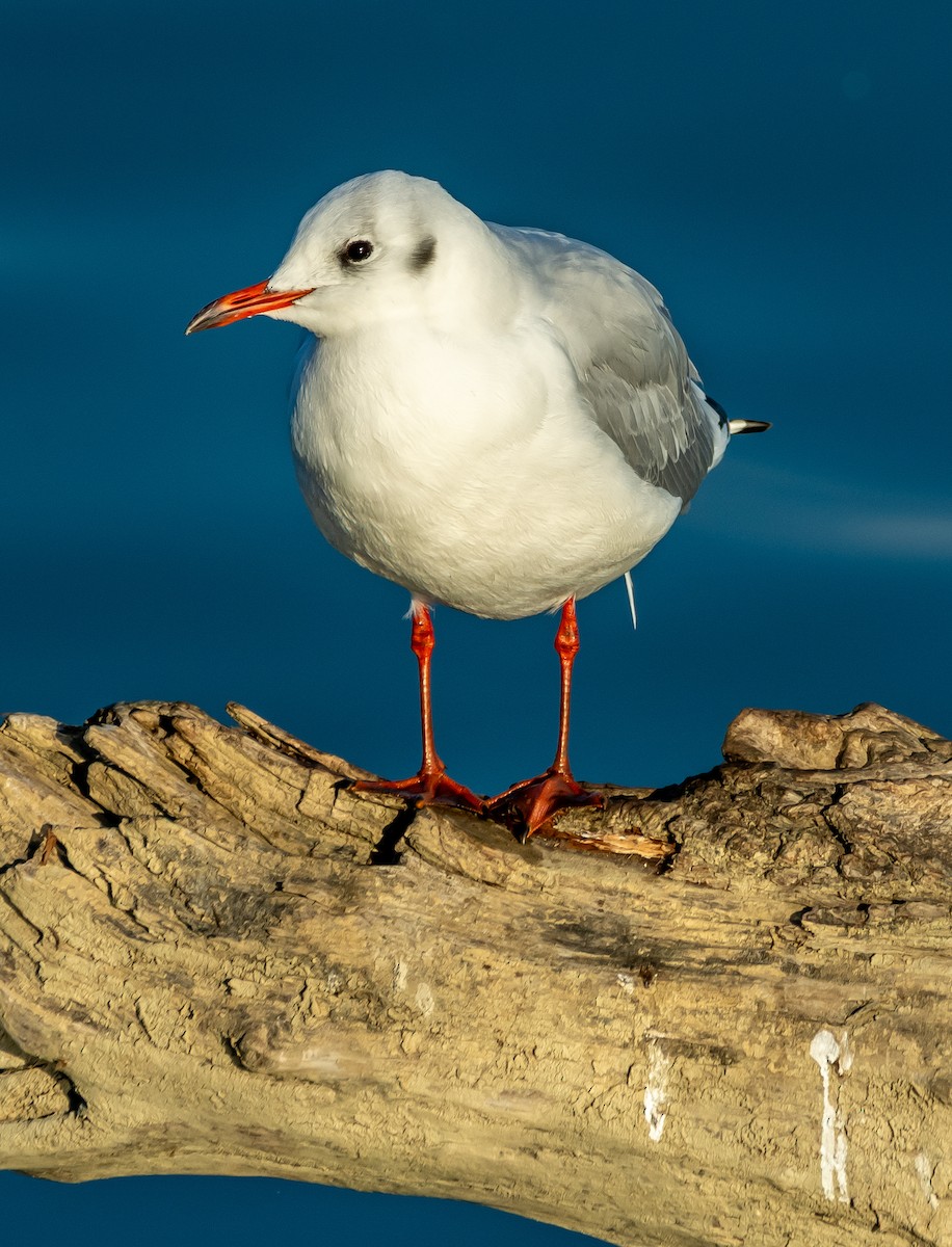 ユリカモメ - ML644594912