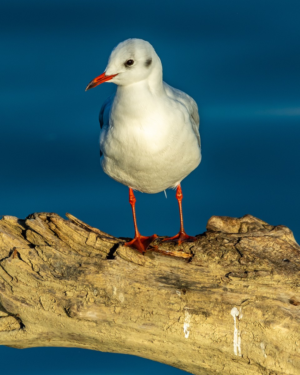 ユリカモメ - ML644594913