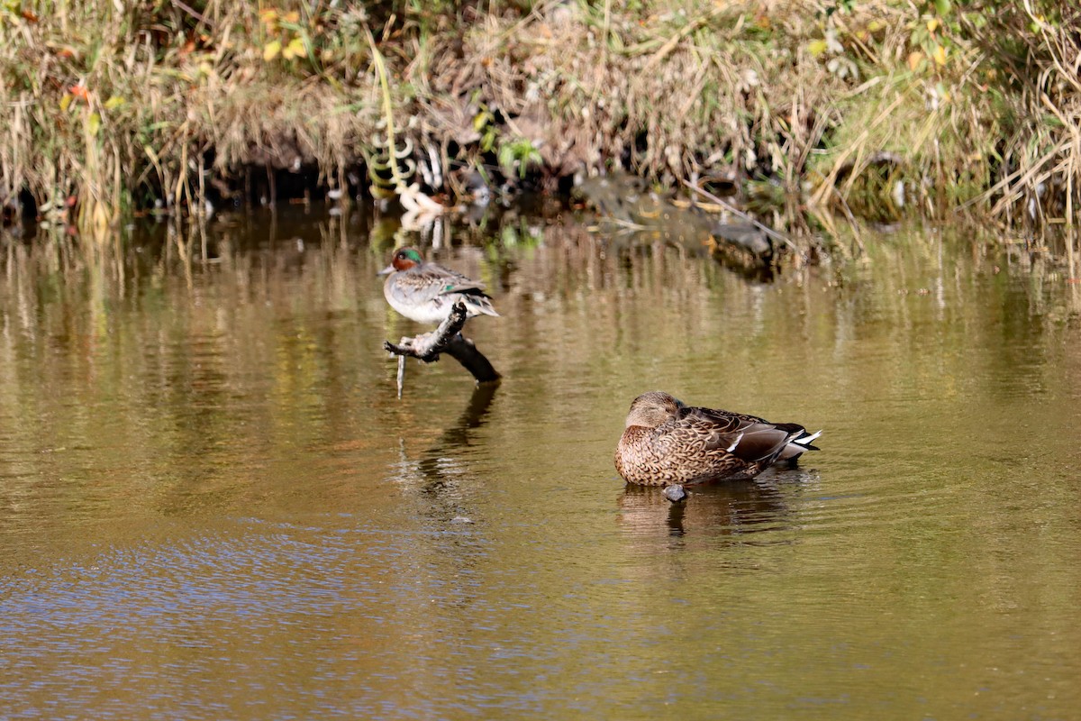 コガモ - ML644594914