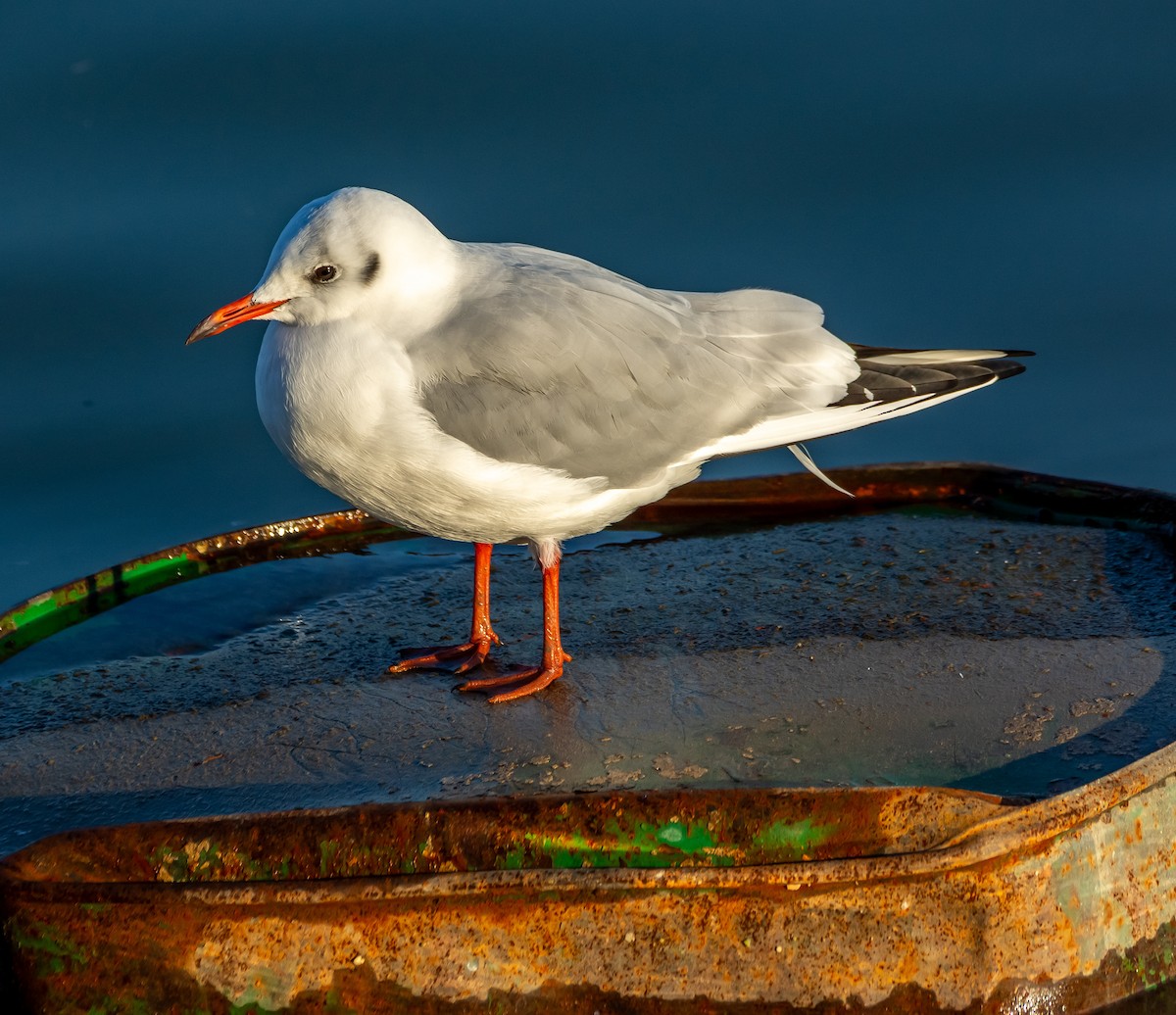 ユリカモメ - ML644594916