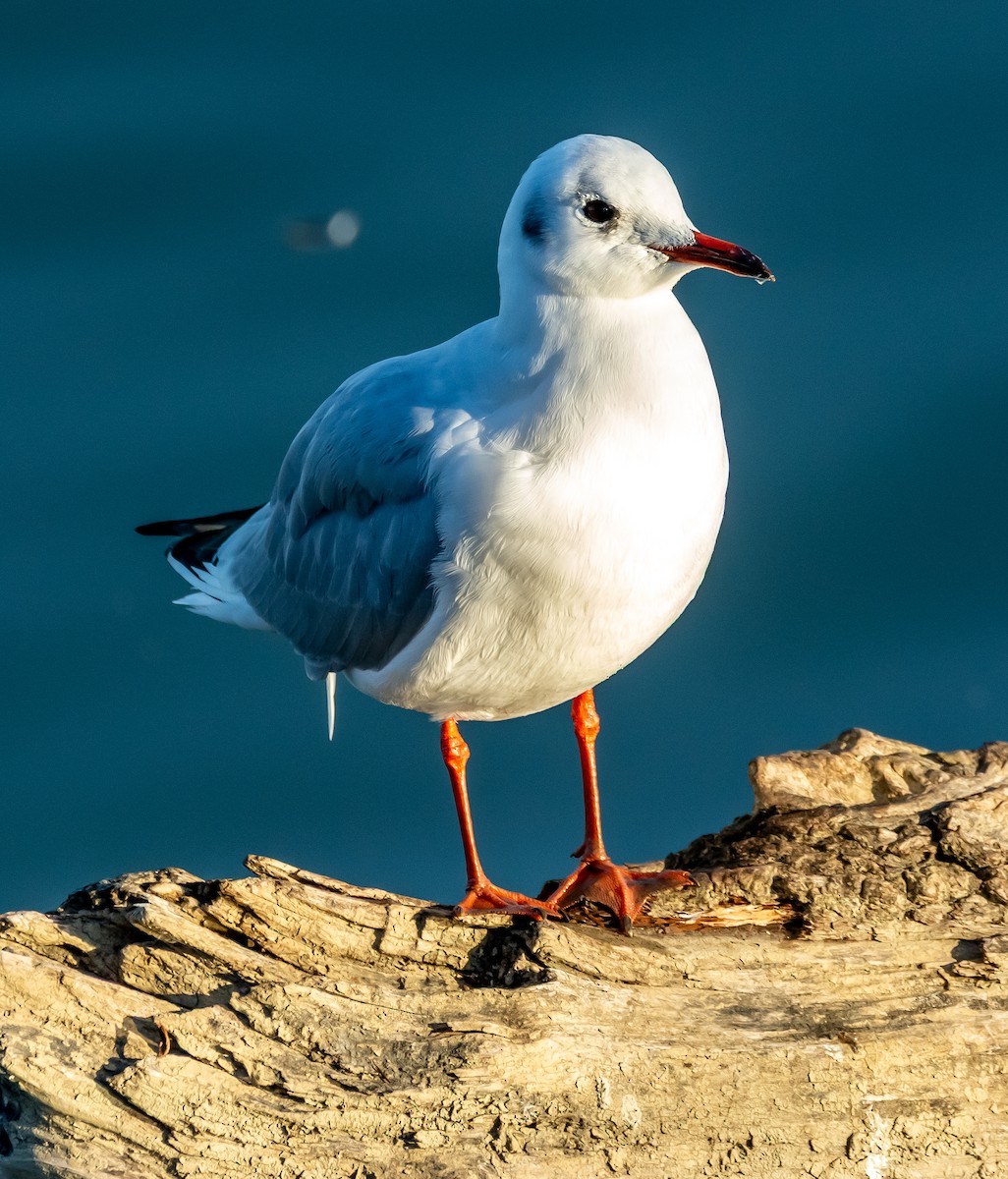 ユリカモメ - ML644594917