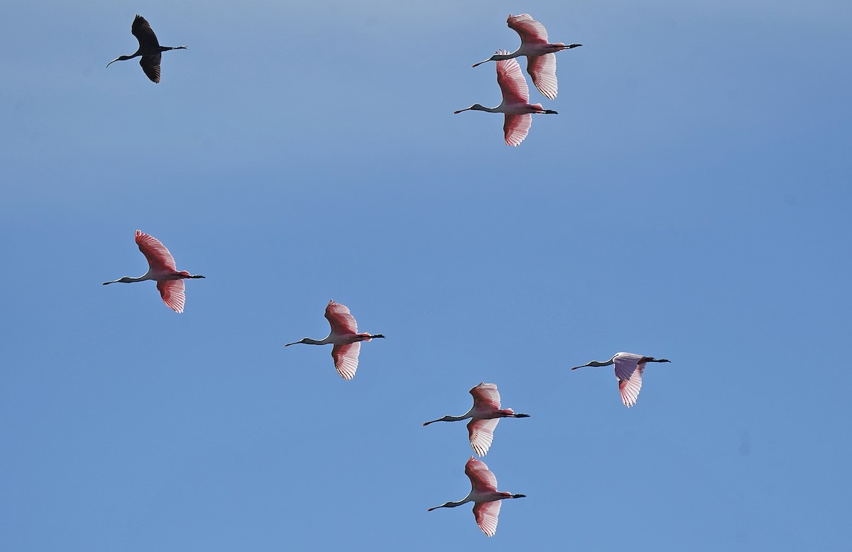 kolpík růžový - ML644594918