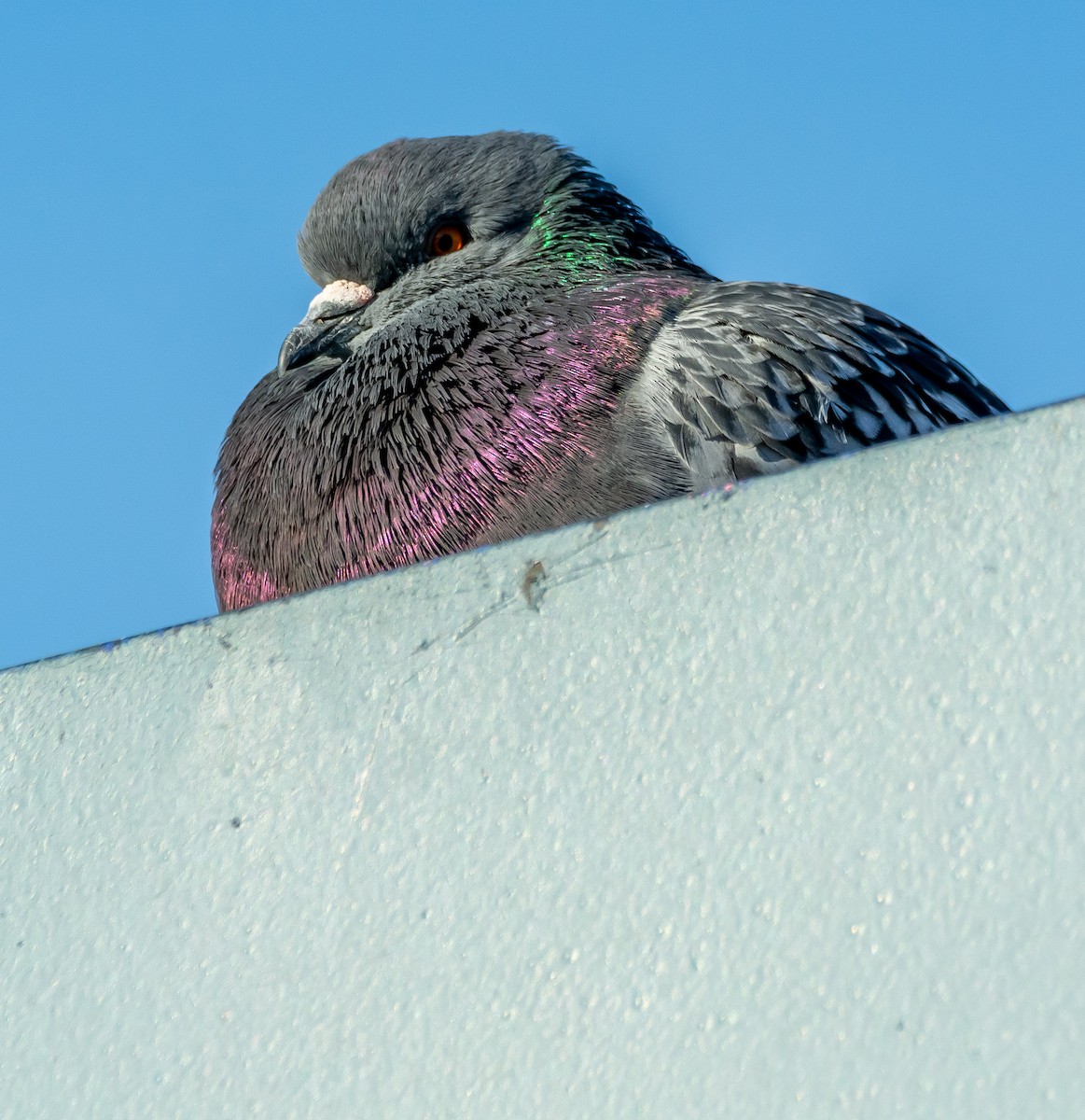 カワラバト（ドバト、家畜型） - ML644594930