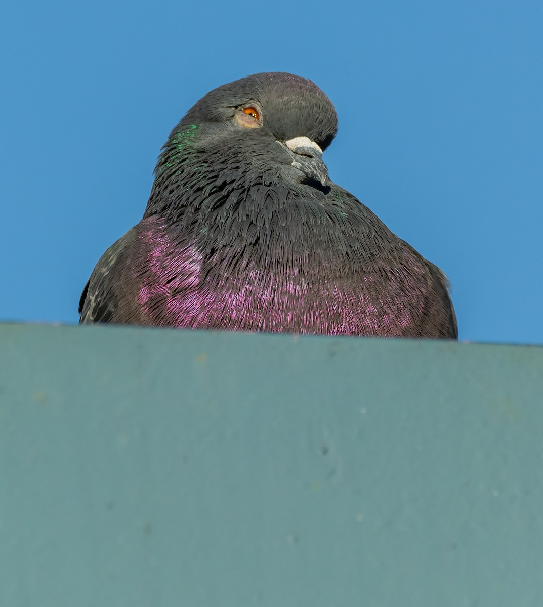 カワラバト（ドバト、家畜型） - ML644594931