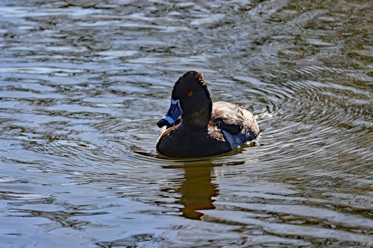 クビワキンクロ - ML644594942