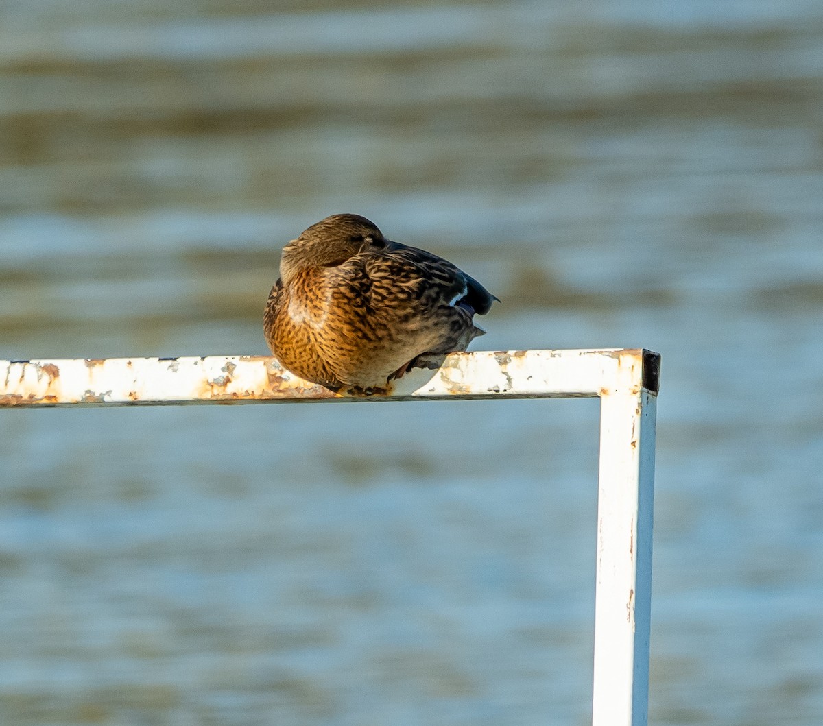 マガモ - ML644594943