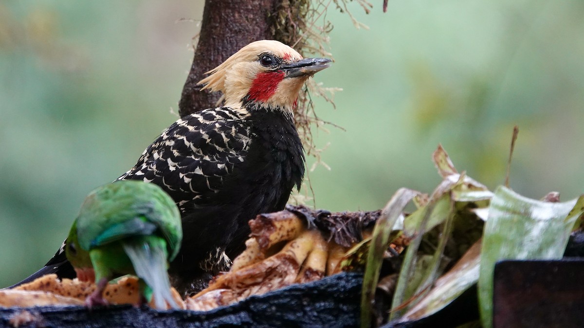 Pic à tête blonde - ML644594947