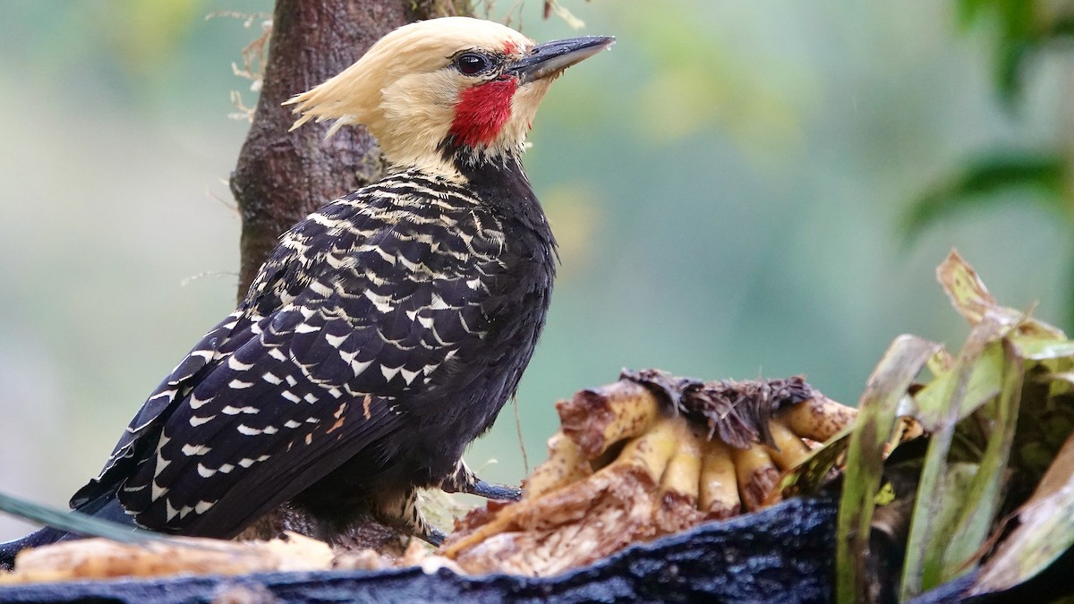 Pic à tête blonde - ML644594950