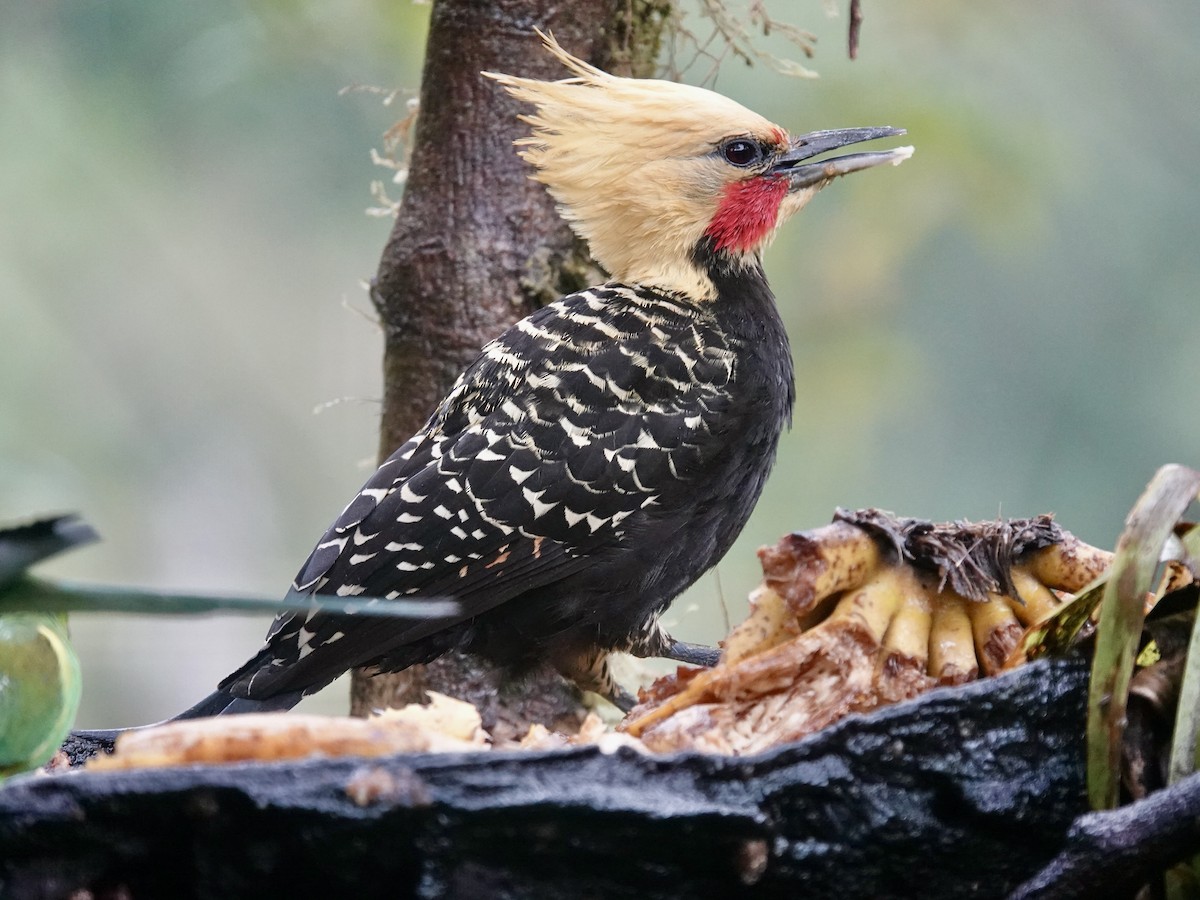 Pic à tête blonde - ML644594951