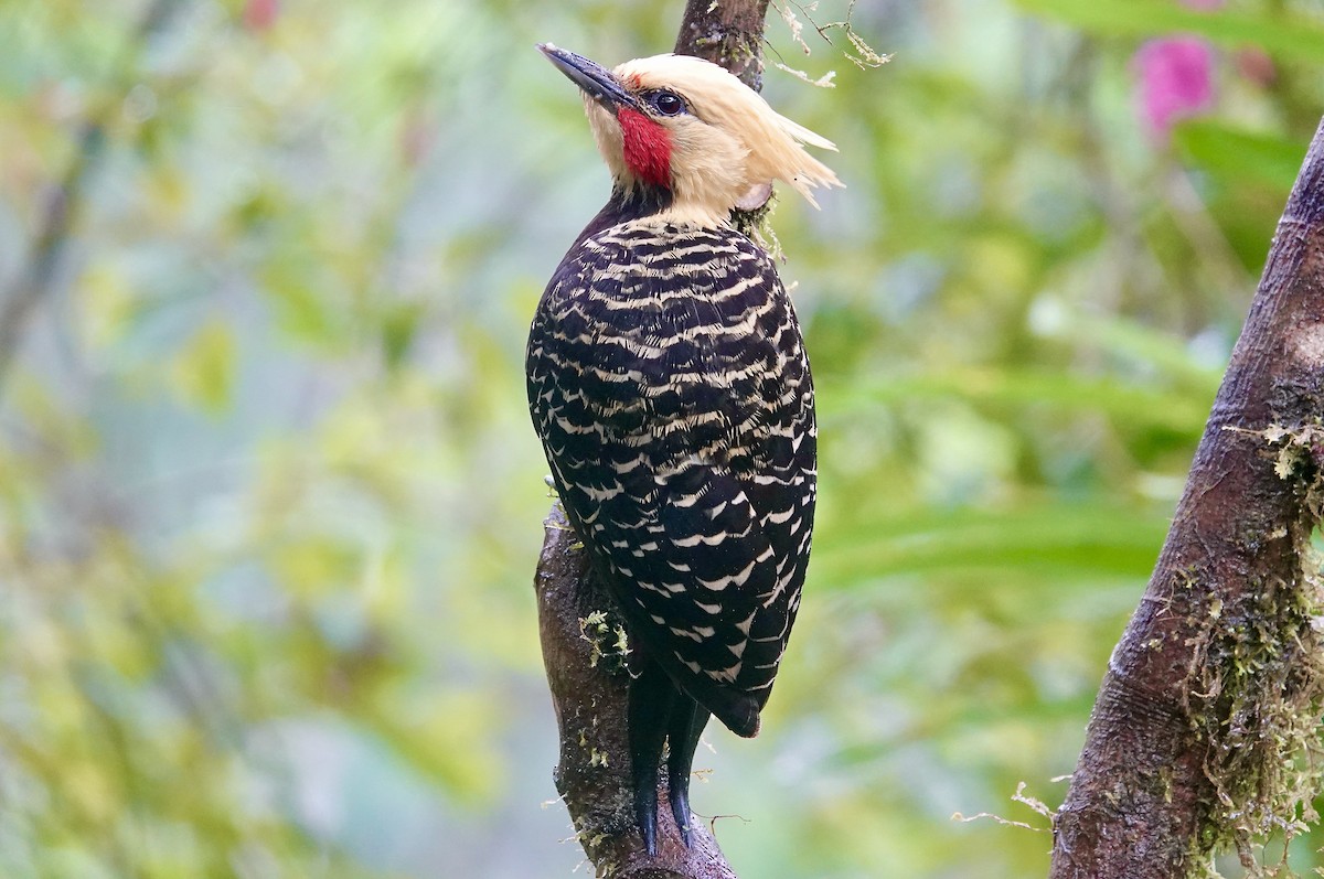 Pic à tête blonde - ML644594952