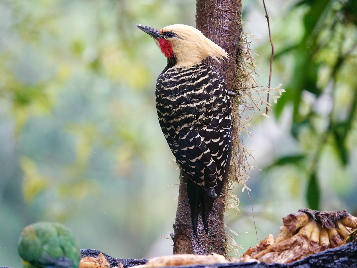 Pic à tête blonde - ML644594954