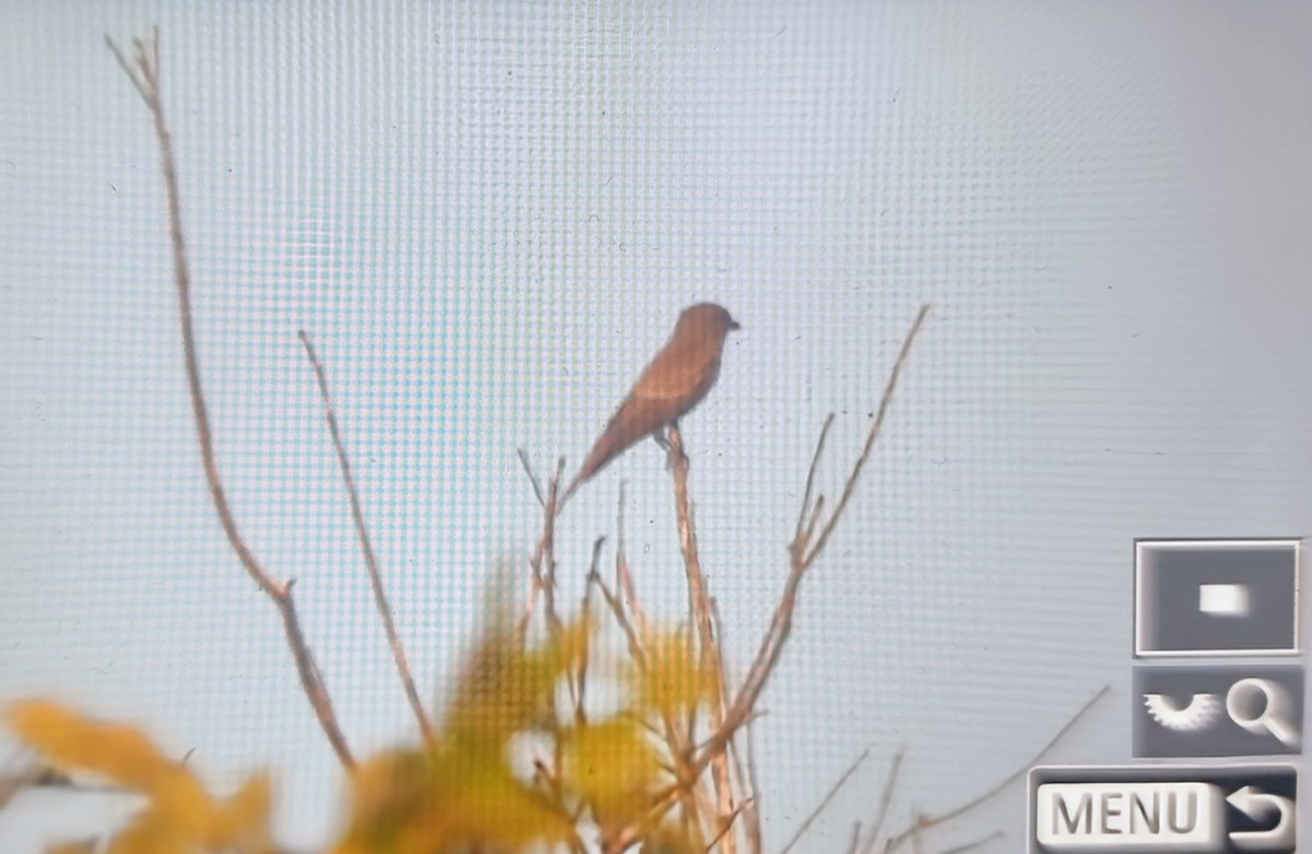 Серая мухоловка - ML644594966