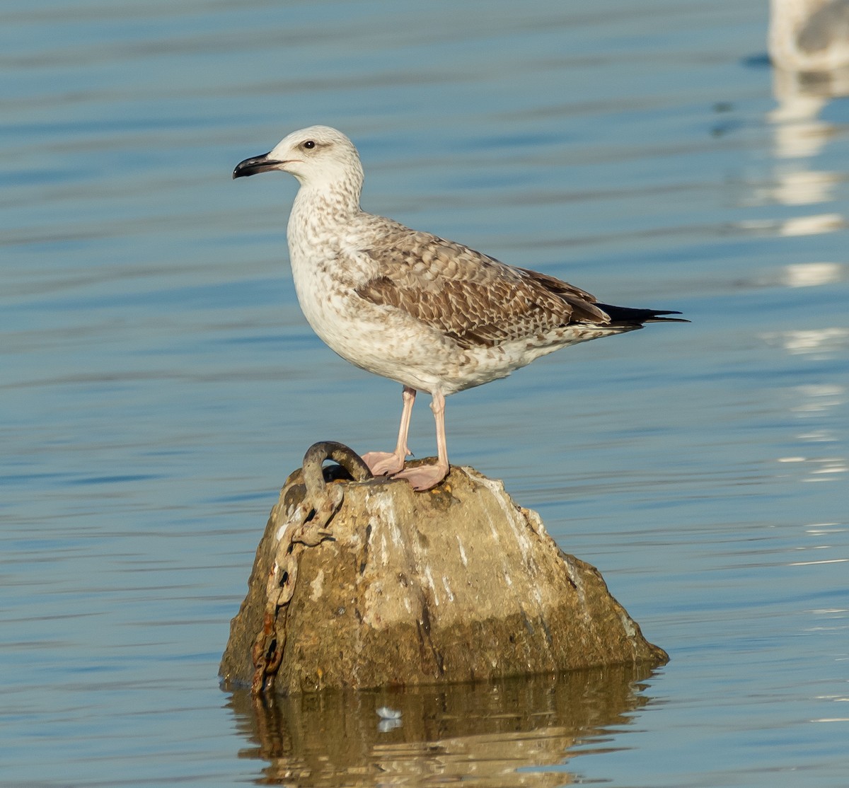 カスピセグロカモメ - ML644594968