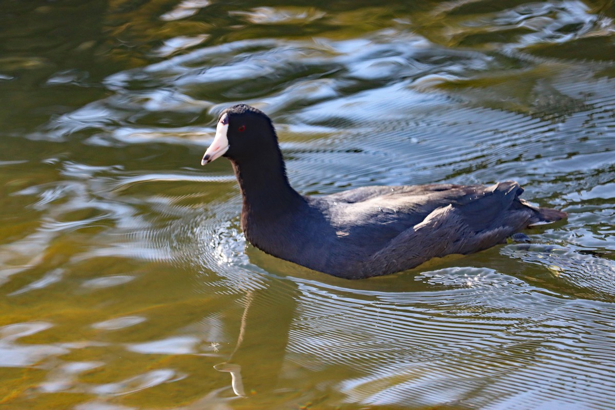 アメリカオオバン - ML644594971