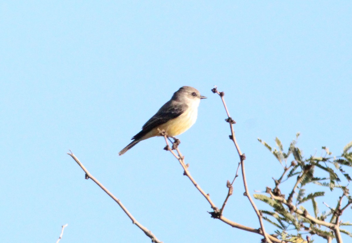 Mosquero Cardenal - ML644594974