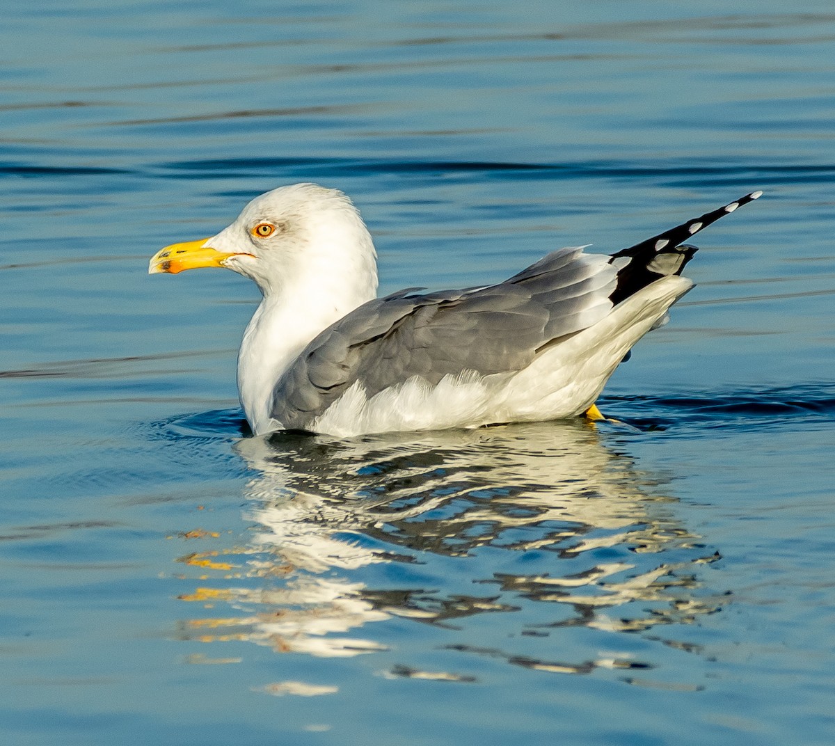 キアシセグロカモメ - ML644594979