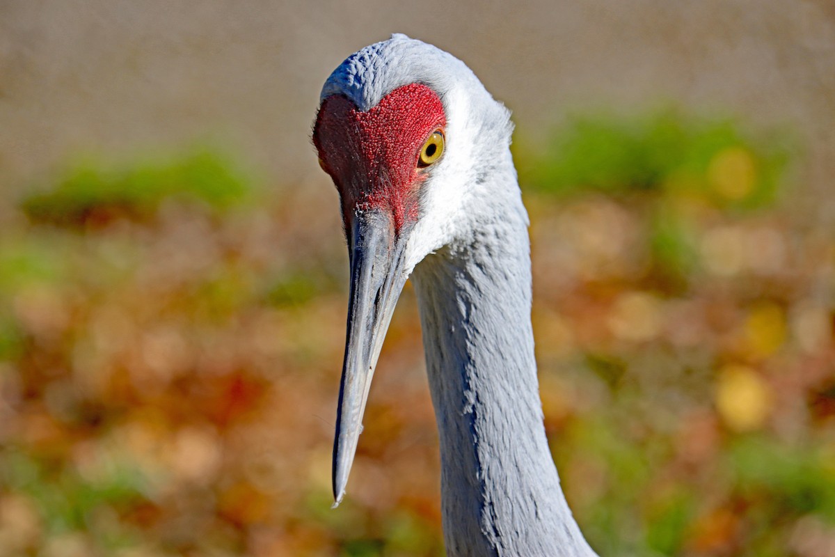 カナダヅル - ML644594980