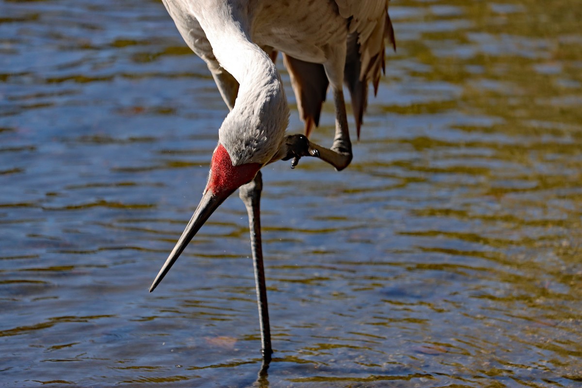 カナダヅル - ML644594981