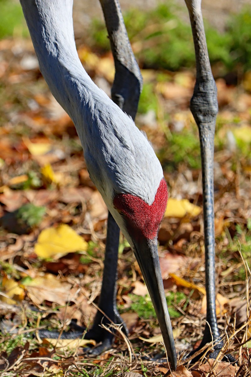 カナダヅル - ML644594982