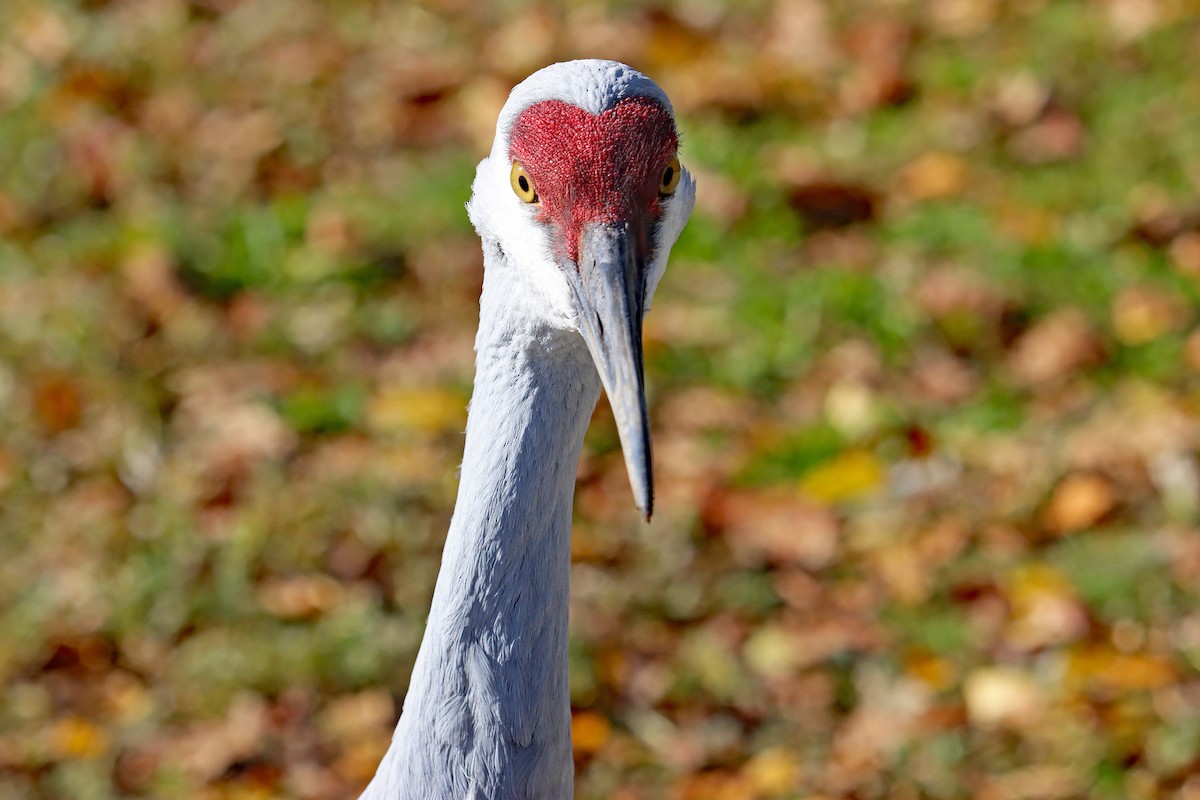 カナダヅル - ML644594984