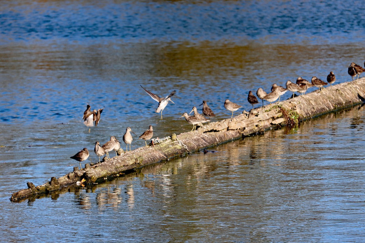 オオハシシギ - ML644594991