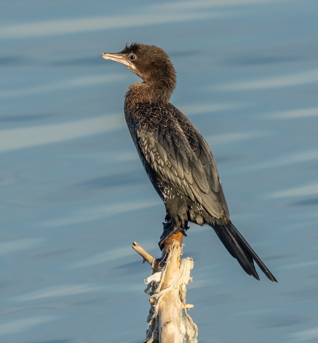 コビトウ - ML644594994