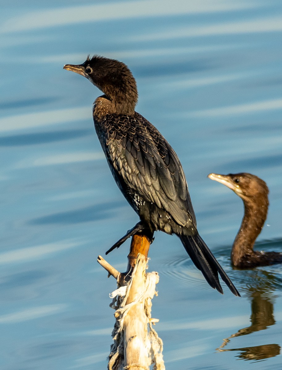Pygmy Cormorant - ML644594995