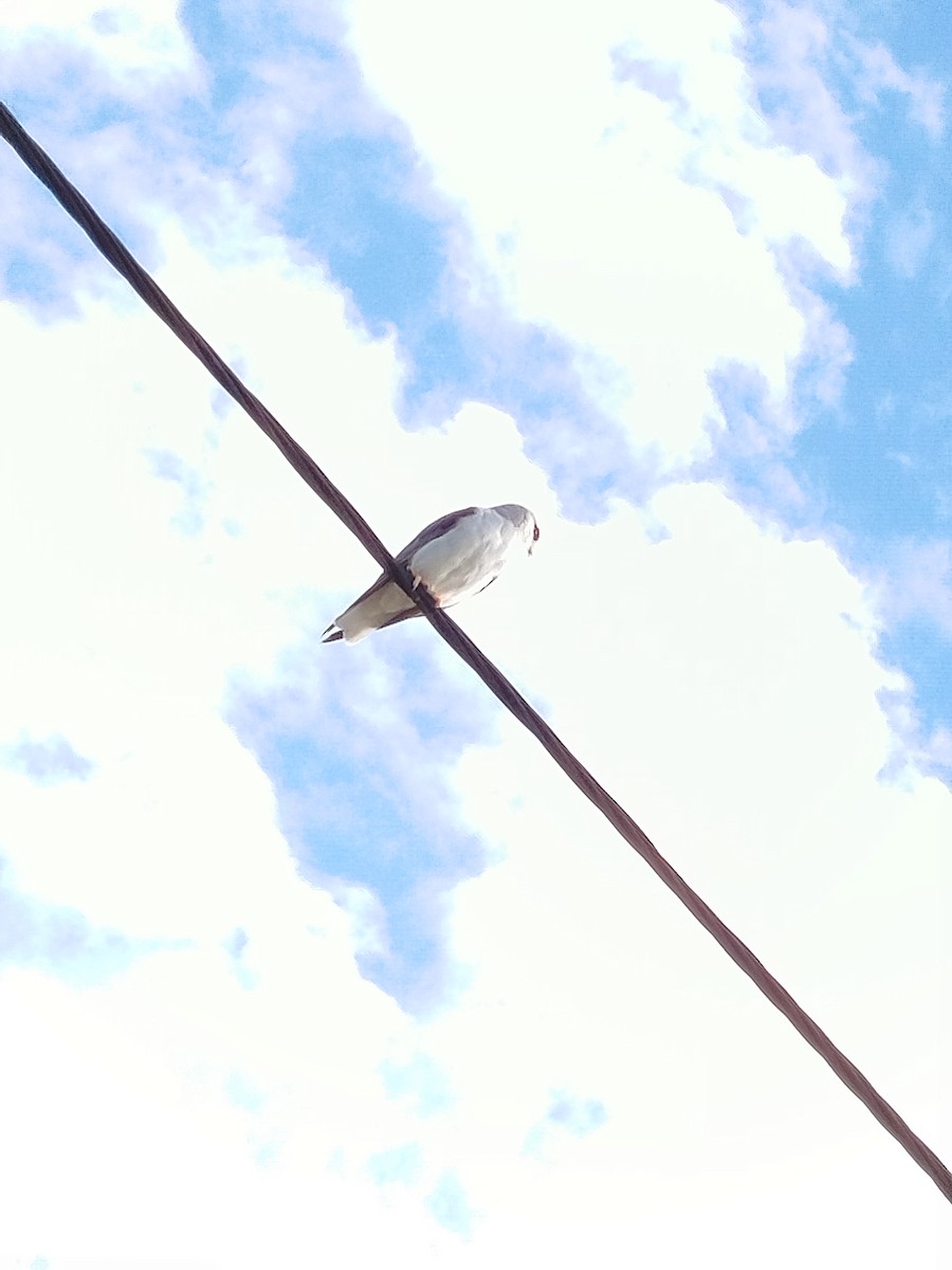 Black-winged Kite - ML644594997