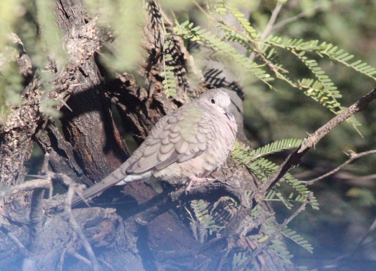 Tortolita Mexicana - ML644595000