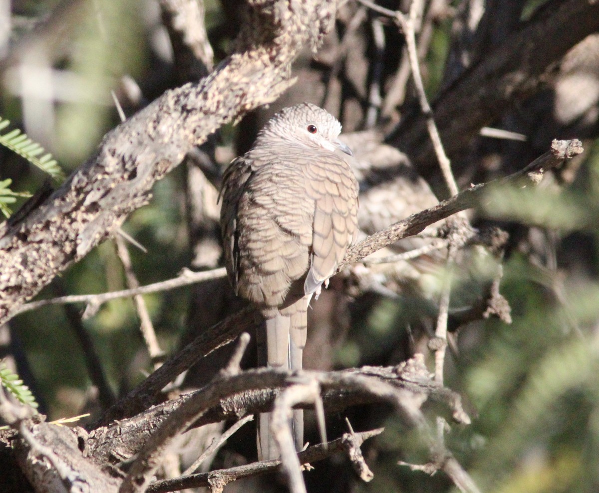 Tortolita Mexicana - ML644595001