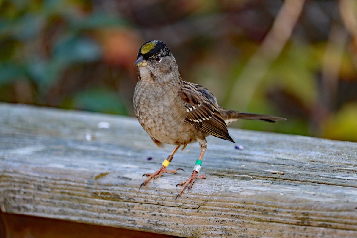 キガシラシトド - ML644595004