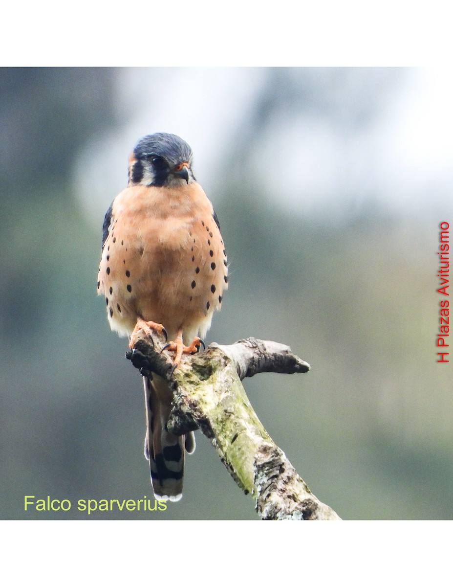 poštolka pestrá - ML644595008