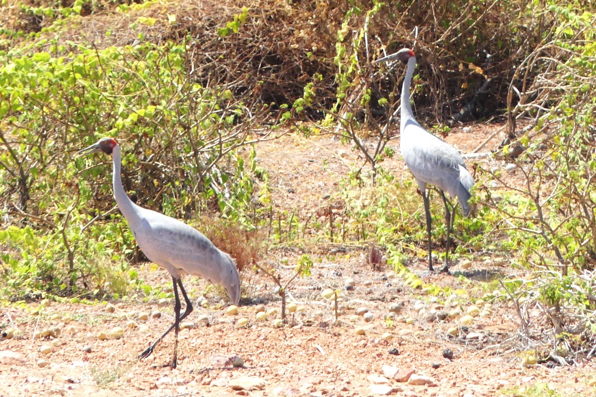 Brolga - ML644595009