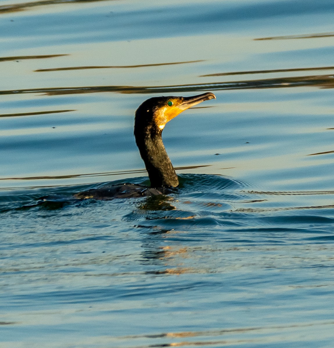 Kormoran - ML644595012