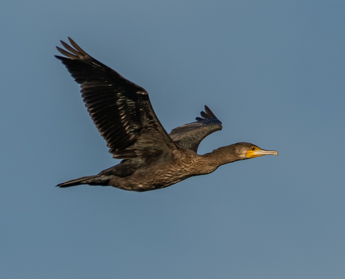 Kormoran - ML644595013