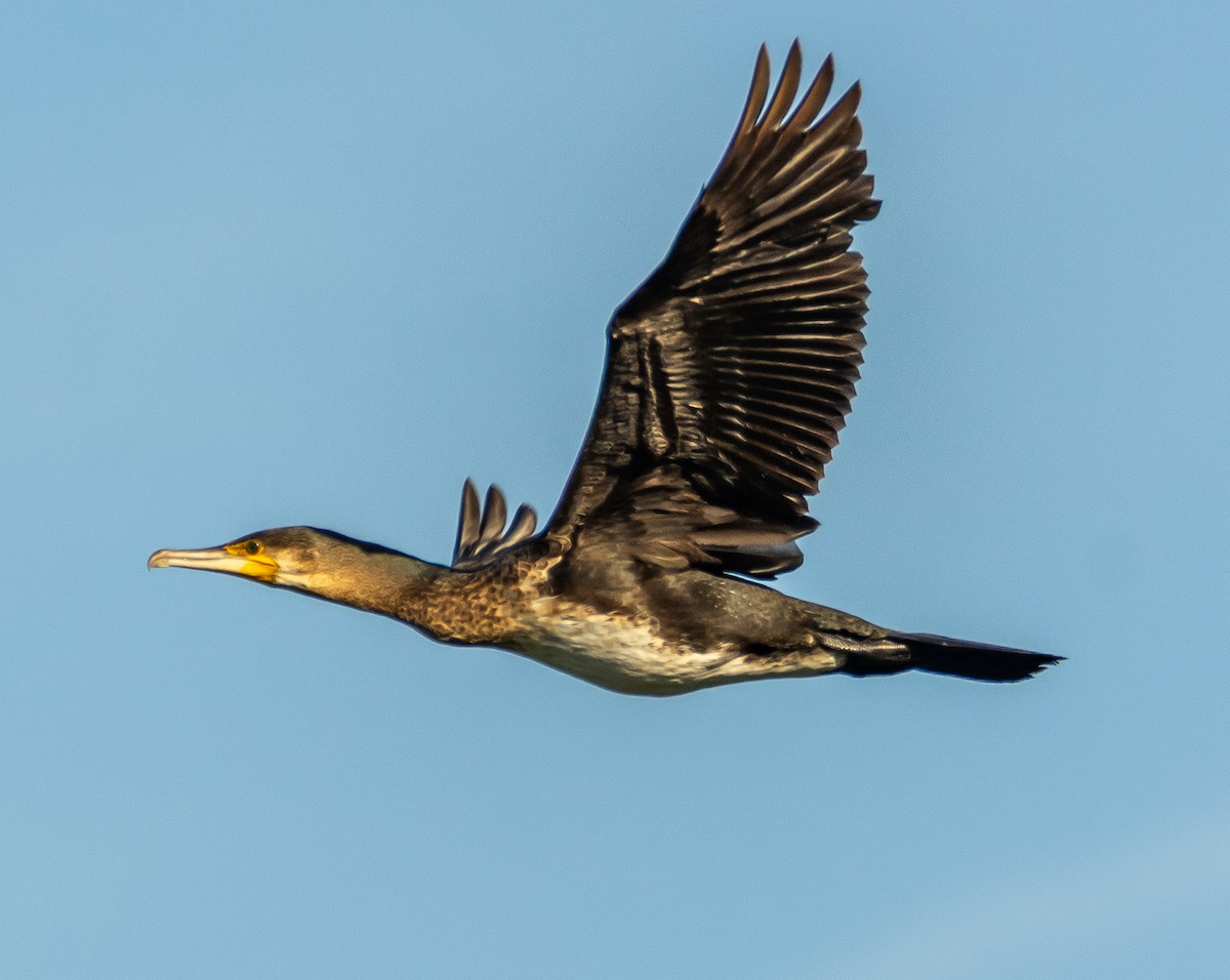 Kormoran - ML644595014