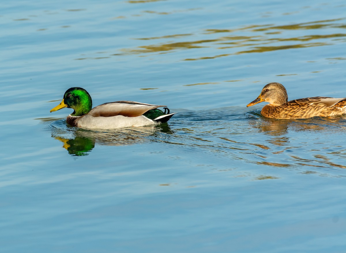 マガモ - ML644595023