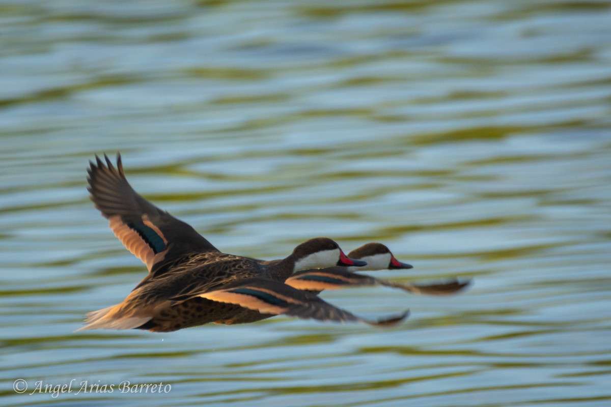 White-cheeked Pintail - ML644595029
