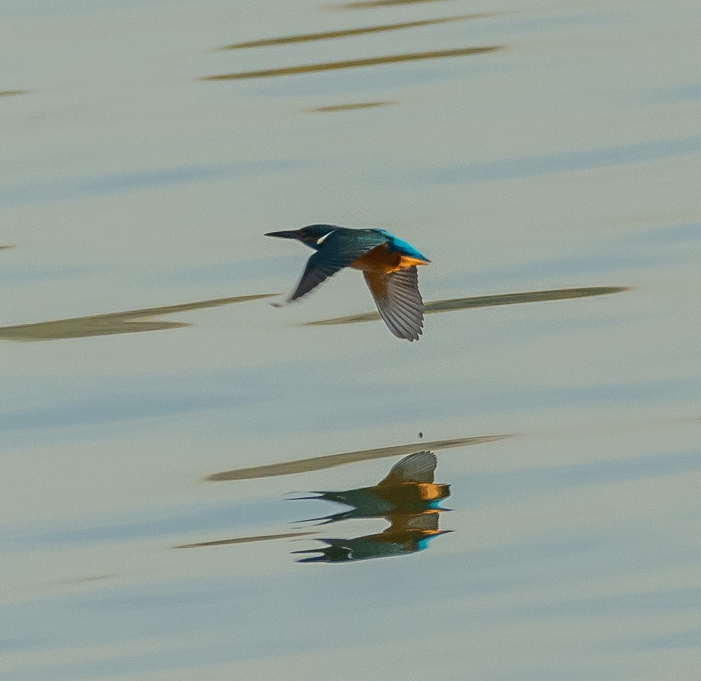 カワセミ - ML644595034