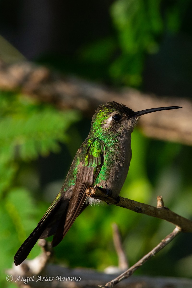 Cuban Emerald - ML644595041