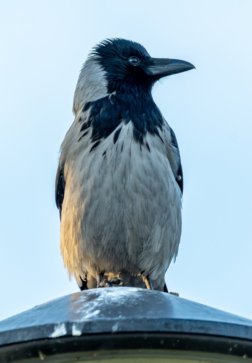 ズキンガラス - ML644595044