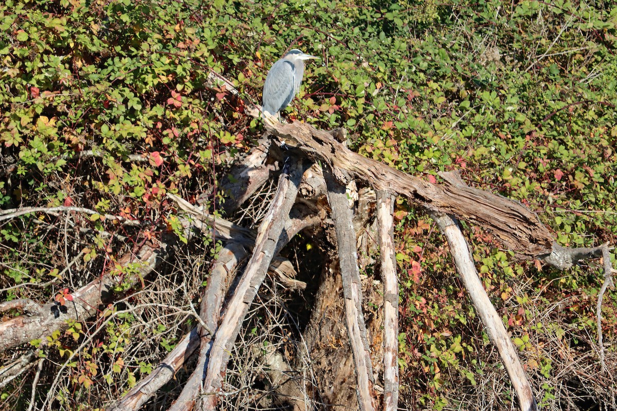 オオアオサギ - ML644595046