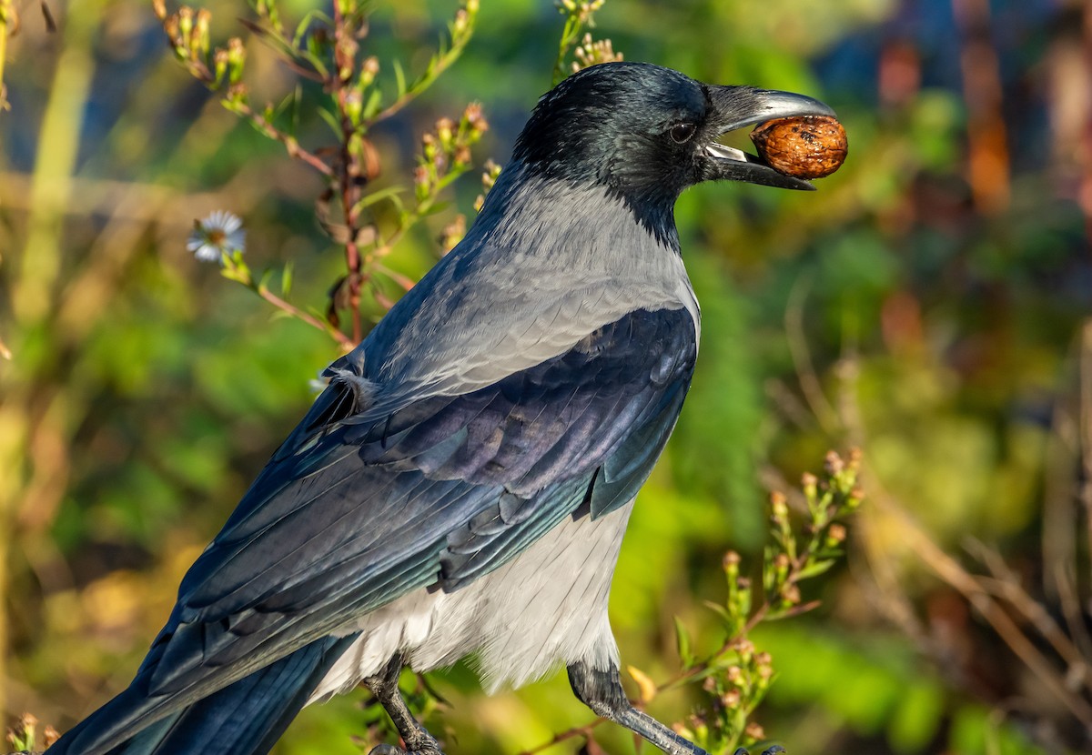 ズキンガラス - ML644595047