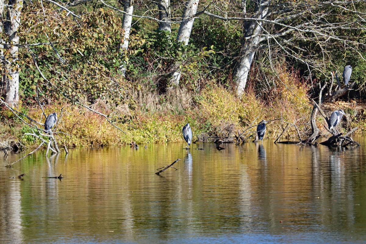 オオアオサギ - ML644595048